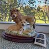 Andrea by Sadek Lion Family Porcelain Figurine