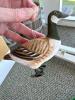 Six Hand Carved Wooden Bird Ornaments - 3