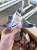 Assorted Bird Christmas Ornaments, Feathered and Fabric - 4