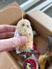 Assorted Bird Christmas Ornaments, Feathered and Fabric - 6