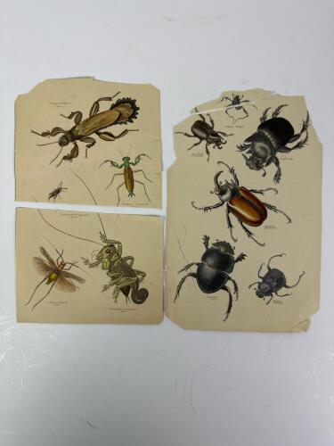 Antique Insect Engraving Prints