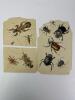 Antique Insect Engraving Prints