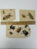 Antique Insect Engraving Prints - 2