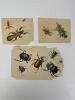 Antique Insect Engraving Prints - 3