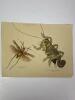 Antique Insect Engraving Prints - 4