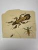 Antique Insect Engraving Prints - 5