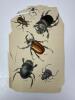 Antique Insect Engraving Prints - 6