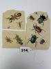 Antique Insect Engraving Prints - 7
