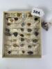 Rocks, Minerals, and Gemstones Collection with Tumbled Stones - 6