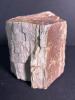Petrified Wood Fossil Chunk with Natural Texture