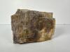 Petrified Wood Specimen