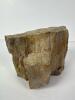 Petrified Wood Specimen - 3