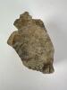Petrified Wood Specimen - 5