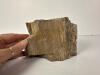 Petrified Wood Specimen - 7
