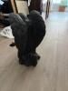 Cast Kneeling Angel Statue in the Manner of Garden Sculpture - 9