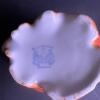 Royal Bayreuth Bavaria Poppy-Form Porcelain Cup - 3