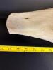 Large Carved Wooden Swan Decoy - 2