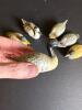 Six Miniature Painted Duck Figurines - 2