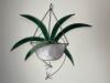 Stained Glass Spider Plant Hanging Panel
