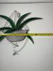 Stained Glass Spider Plant Hanging Panel - 5