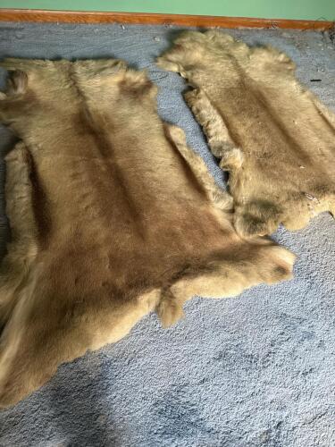 Pair of Tanned Fur Hides with Natural Tan Coloring