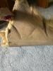 Pair of Tanned Fur Hides with Natural Tan Coloring - 3