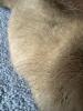 Pair of Tanned Fur Hides with Natural Tan Coloring - 4