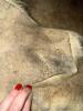 Pair of Tanned Fur Hides with Natural Tan Coloring - 6