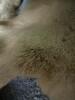Pair of Tanned Fur Hides with Natural Tan Coloring - 7