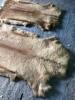 Pair of Tanned Fur Hides with Natural Tan Coloring - 8