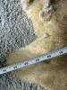 Pair of Tanned Fur Hides with Natural Tan Coloring - 9