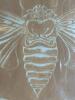 41X22" Framed Cicada Print by William Kent 1963 - 5