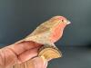Lenox Indigo Bunting Fine Porcelain Bird Figurine 1993 - 13
