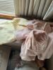 Trio of Baby Dolls and Bisque-Head Doll in Antique-Style Dresses - 14