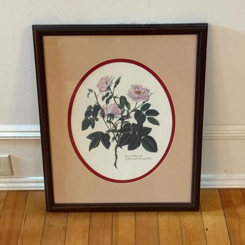 17.5" x 21.5" Framed Botanical Print