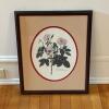 17.5" x 21.5" Framed Botanical Print