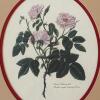 17.5" x 21.5" Framed Botanical Print - 6