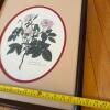 17.5" x 21.5" Framed Botanical Print - 7