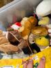 Plush Stuffed Animals and Teddy Bears Assortment - 3