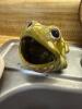 Ceramic Frog Sponge Holder in Mid-Century Style