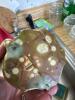 Ceramic Frog Sponge Holder in Mid-Century Style - 3