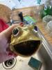 Ceramic Frog Sponge Holder in Mid-Century Style - 5