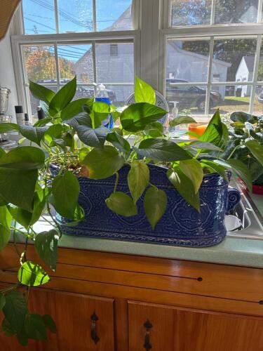 Le Jardin Suzanne Nicoll Windowbox Planter, with live healthy Pothos