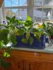 Le Jardin Suzanne Nicoll Windowbox Planter, with live healthy Pothos