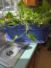 Le Jardin Suzanne Nicoll Windowbox Planter, with live healthy Pothos - 2