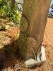 Concrete Bird Bath with Lily Pad - 4