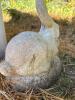 Concrete Garden Rabbit - 3