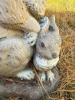Concrete Rabbit and Bunny Garden Statue, Signed! - 2
