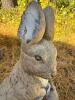 Concrete Rabbit and Bunny Garden Statue, Signed! - 3