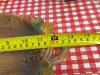 Wooden Owl Plaque, Owl Napkin Holder, Embossed Leaf Tray - 4